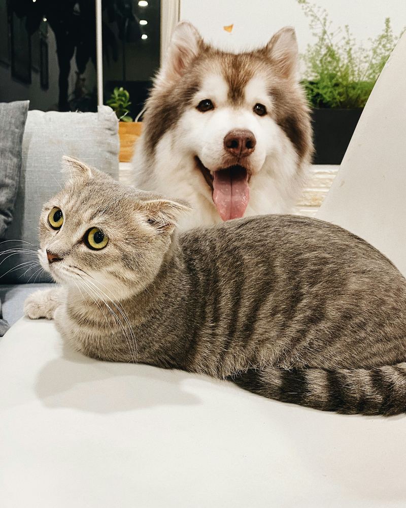 A fluffy husky-type dog and a grey cat resting together on a sofa